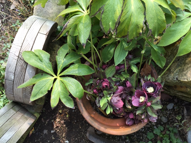 f:id:zappa38:20150215213146j:image