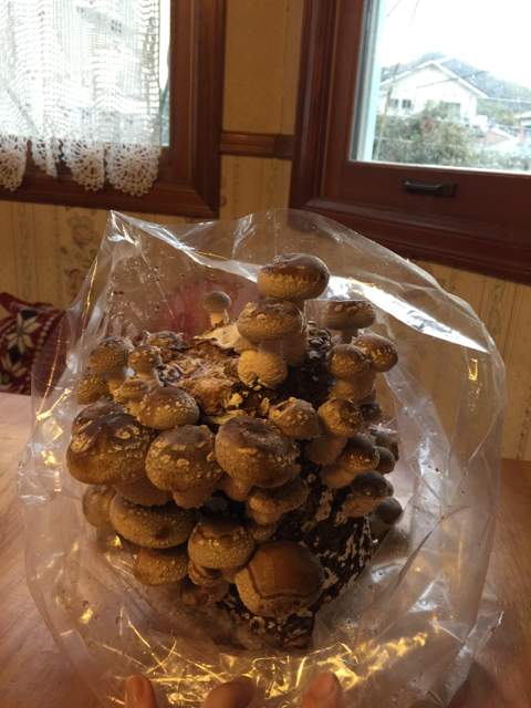 f:id:zappa38:20150220202847j:image:h800