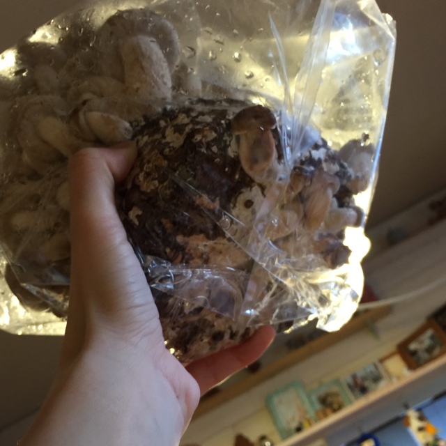 f:id:zappa38:20150220202900j:image:h800