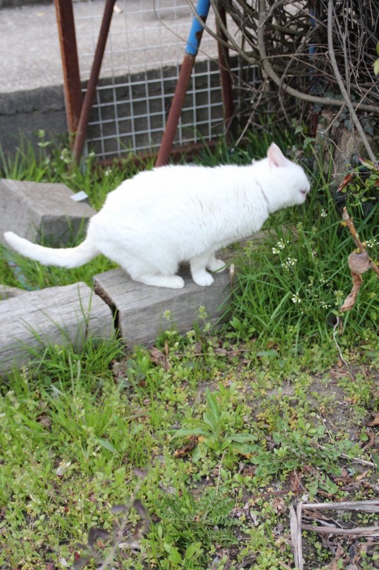 f:id:zappa38:20150322202040j:image