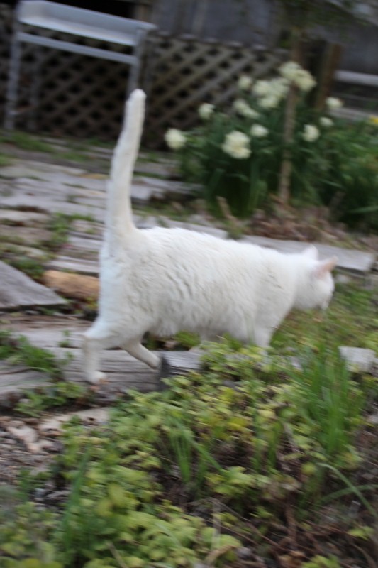 f:id:zappa38:20150322202041j:image