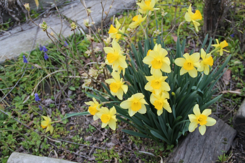 f:id:zappa38:20150322202043j:image