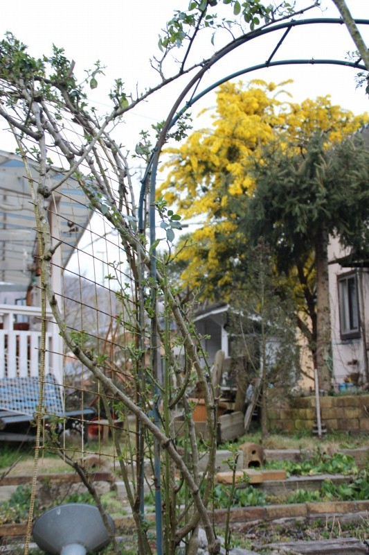 f:id:zappa38:20150322202243j:image