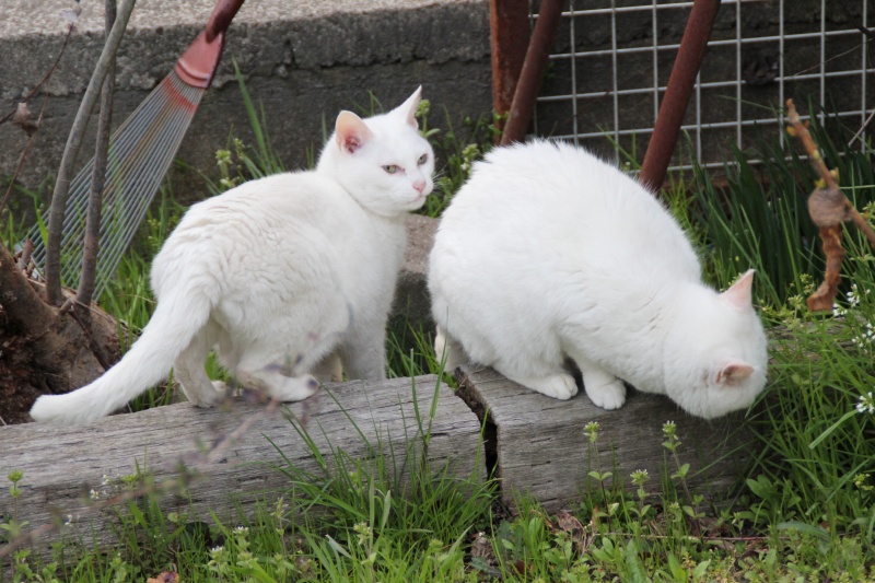 f:id:zappa38:20150322202244j:image