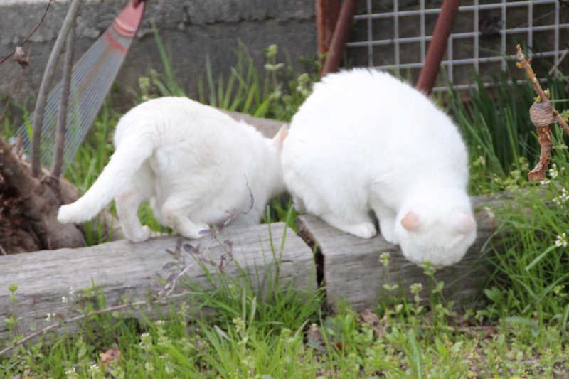 f:id:zappa38:20150322202245j:image