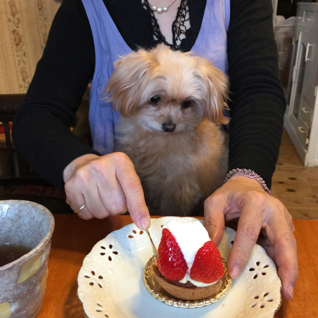 f:id:zappa38:20150415182147j:image:h800