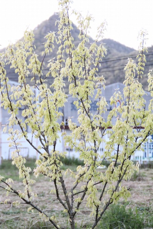 f:id:zappa38:20150417212835j:image