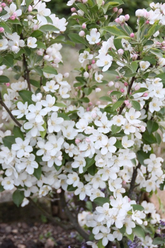 f:id:zappa38:20150417212837j:image