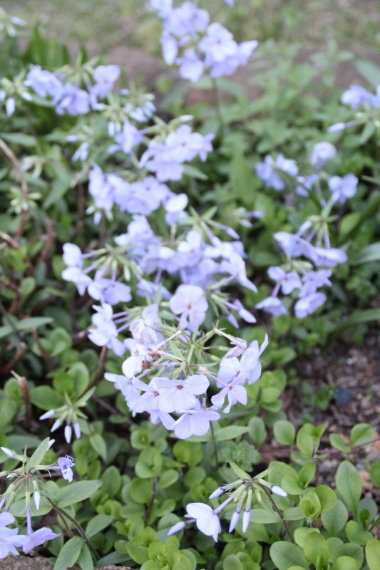 f:id:zappa38:20150417212838j:image