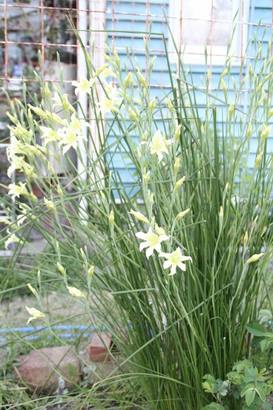 f:id:zappa38:20150417212840j:image