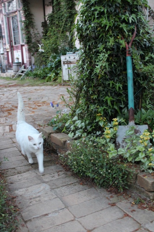 f:id:zappa38:20150421203506j:image