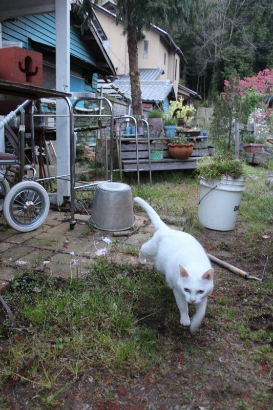 f:id:zappa38:20150421203507j:image