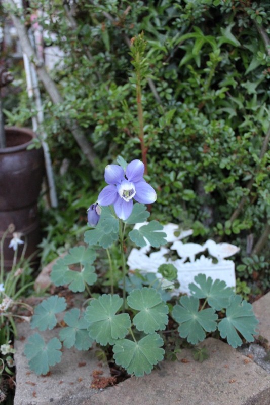 f:id:zappa38:20150421203508j:image