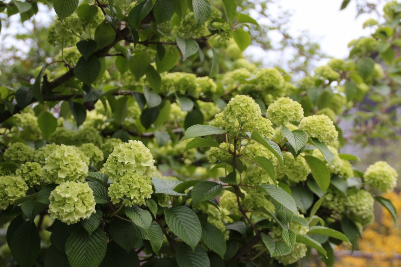 f:id:zappa38:20150423204413j:image