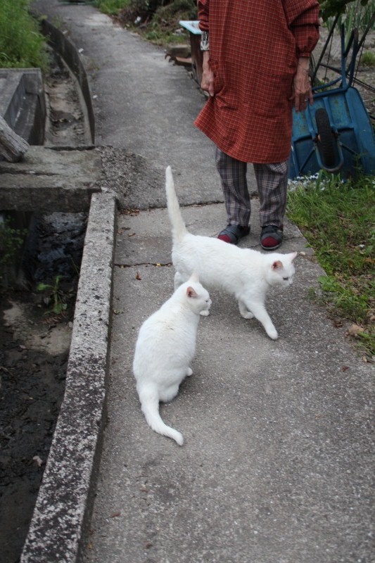 f:id:zappa38:20150423204415j:image