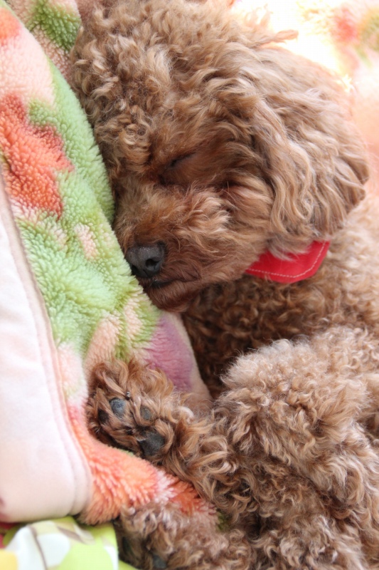 f:id:zappa38:20150427175613j:image