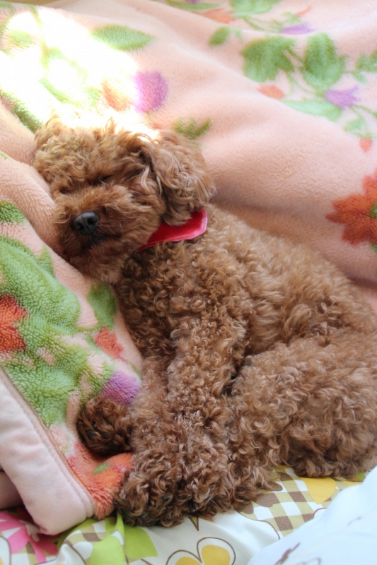 f:id:zappa38:20150427175614j:image