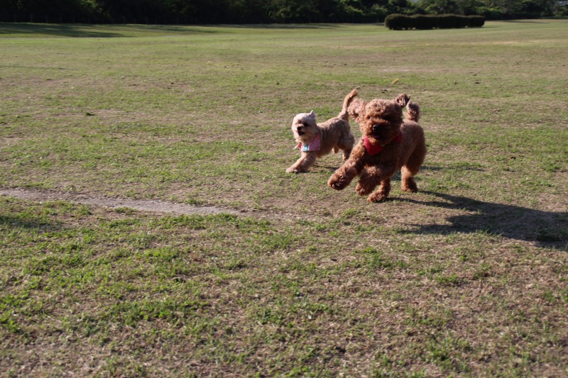 f:id:zappa38:20150427175904j:image