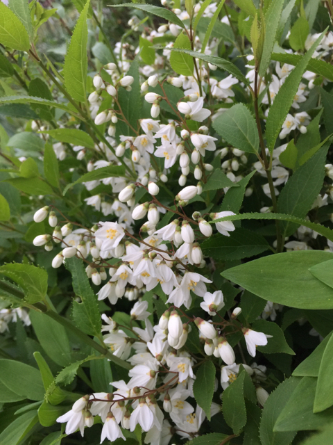 f:id:zappa38:20150428191820j:image:h800