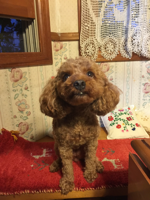 f:id:zappa38:20150913183529j:image:h800