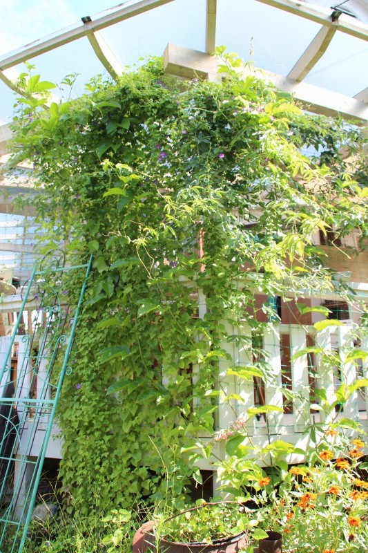 f:id:zappa38:20150913193701j:image