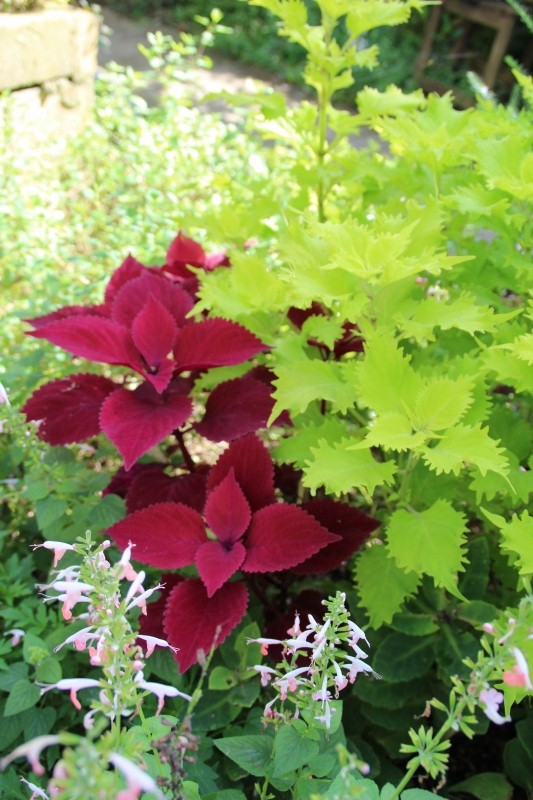 f:id:zappa38:20150913193703j:image