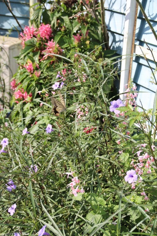 f:id:zappa38:20150913193705j:image