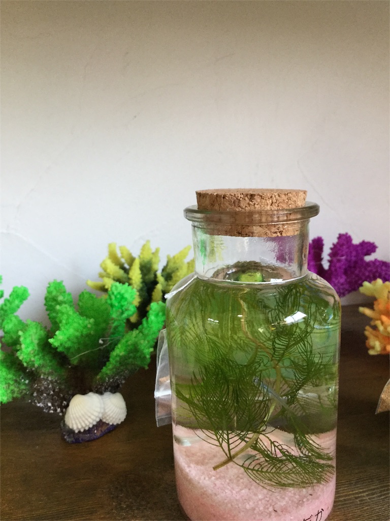 f:id:zappa38:20160801180923j:image