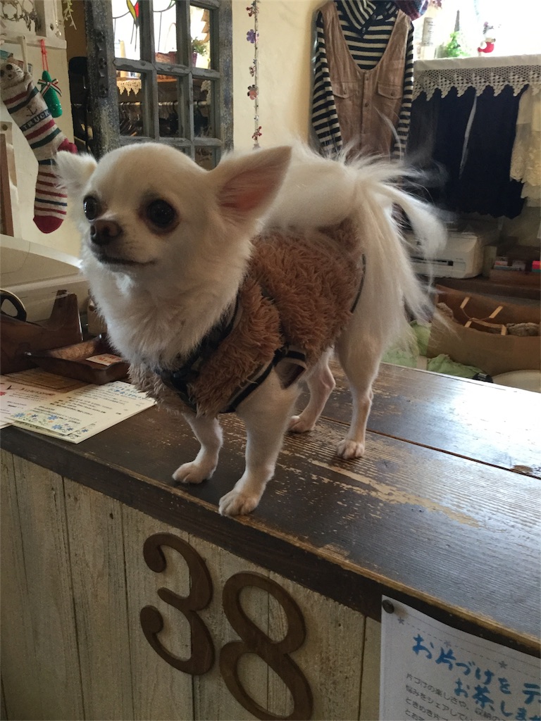 f:id:zappa38:20161124194414j:image