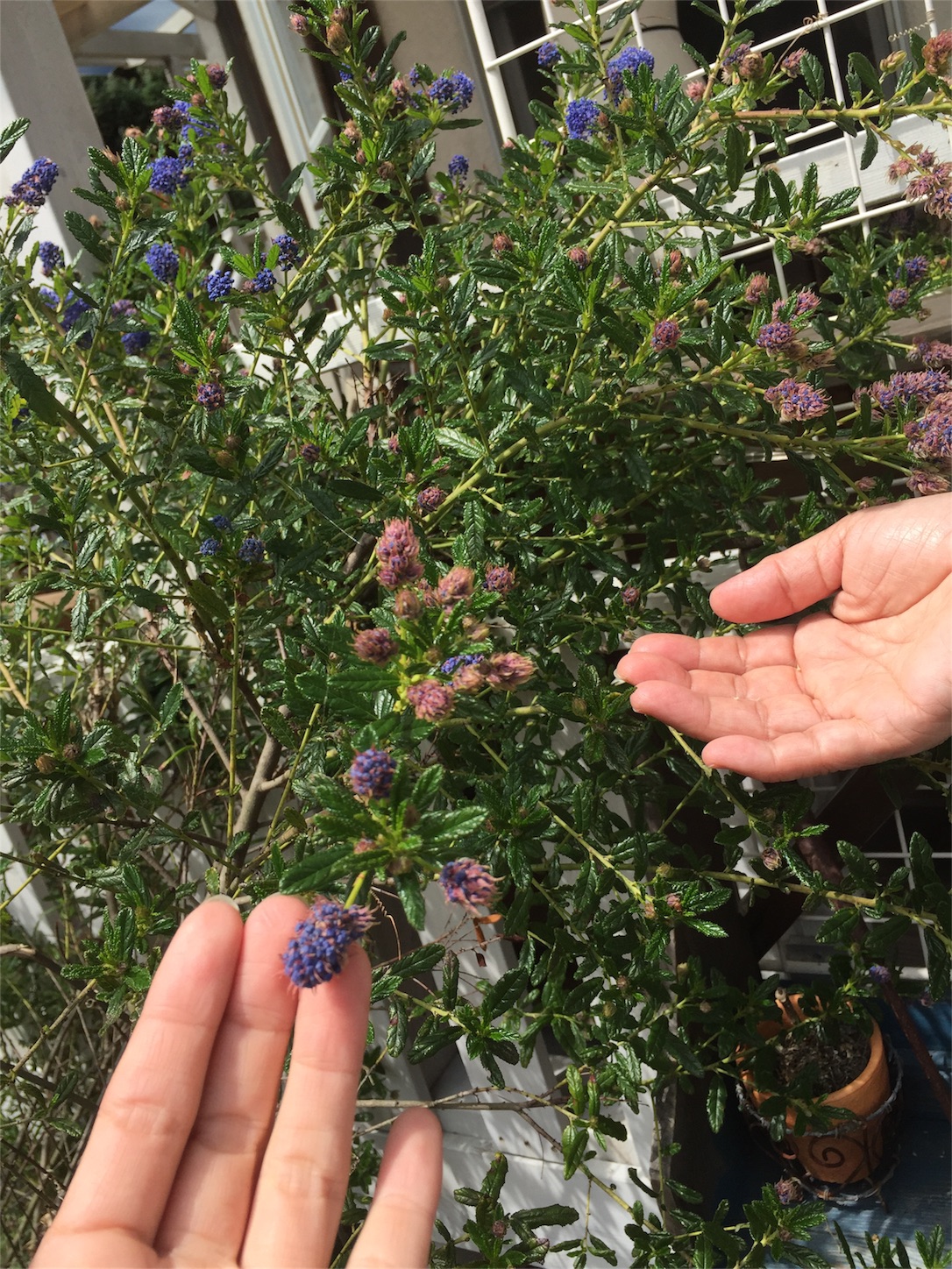 f:id:zappa38:20170421204436j:image