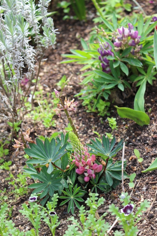 f:id:zappa38:20170421215558j:plain