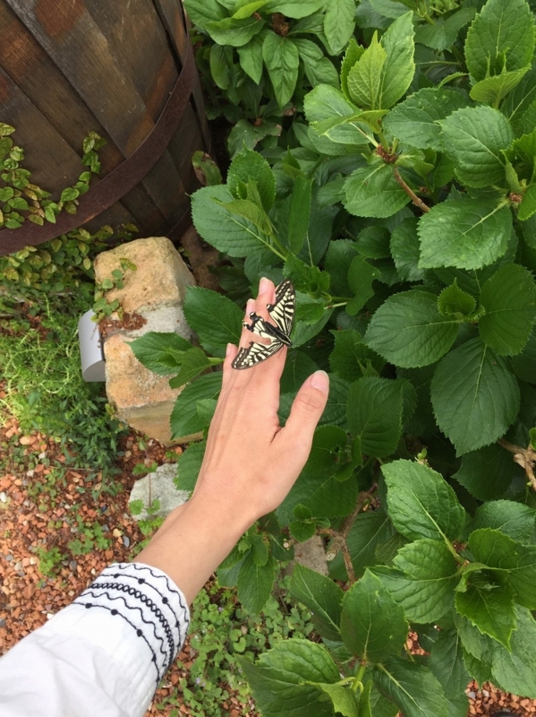 f:id:zappa38:20170422211238j:plain