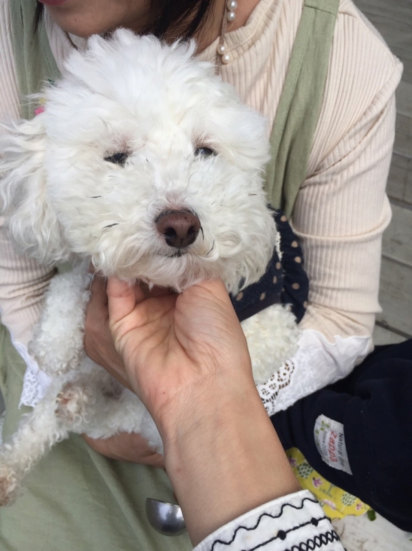 f:id:zappa38:20170422211248j:plain