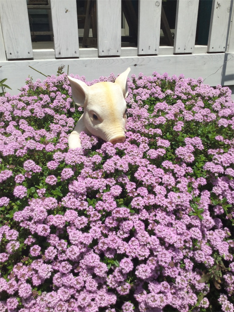 f:id:zappa38:20170430195021j:image