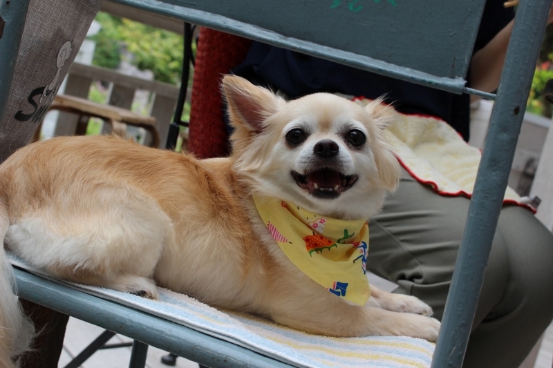 f:id:zappa38:20170708183924j:plain f:id:zappa38:20170708183924j:plain