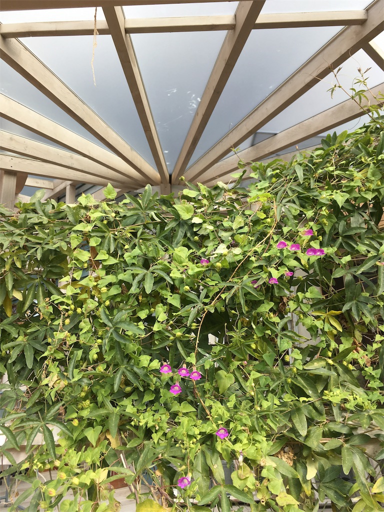 f:id:zappa38:20171121183019j:image