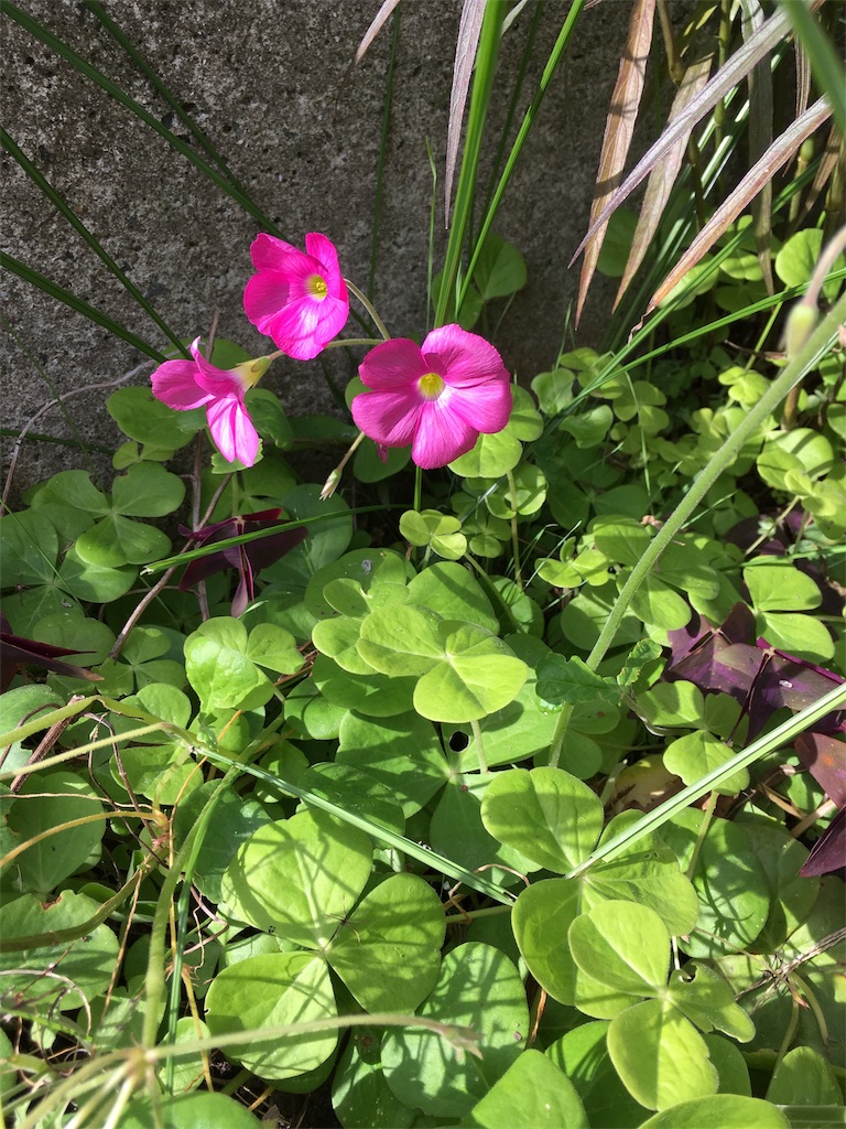 f:id:zappa38:20171121191314j:image