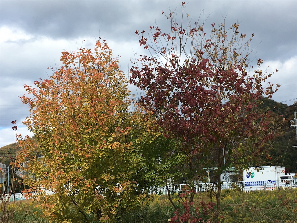 f:id:zappa38:20171121191359j:image