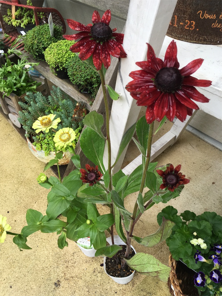 f:id:zappa38:20180608195105j:image