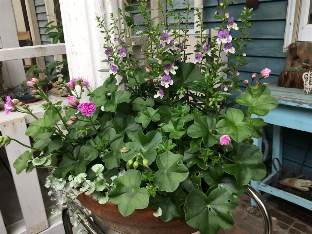 f:id:zappa38:20180608195141j:image