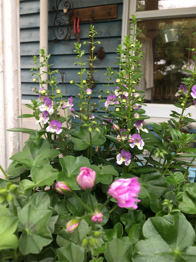 f:id:zappa38:20180608195201j:image