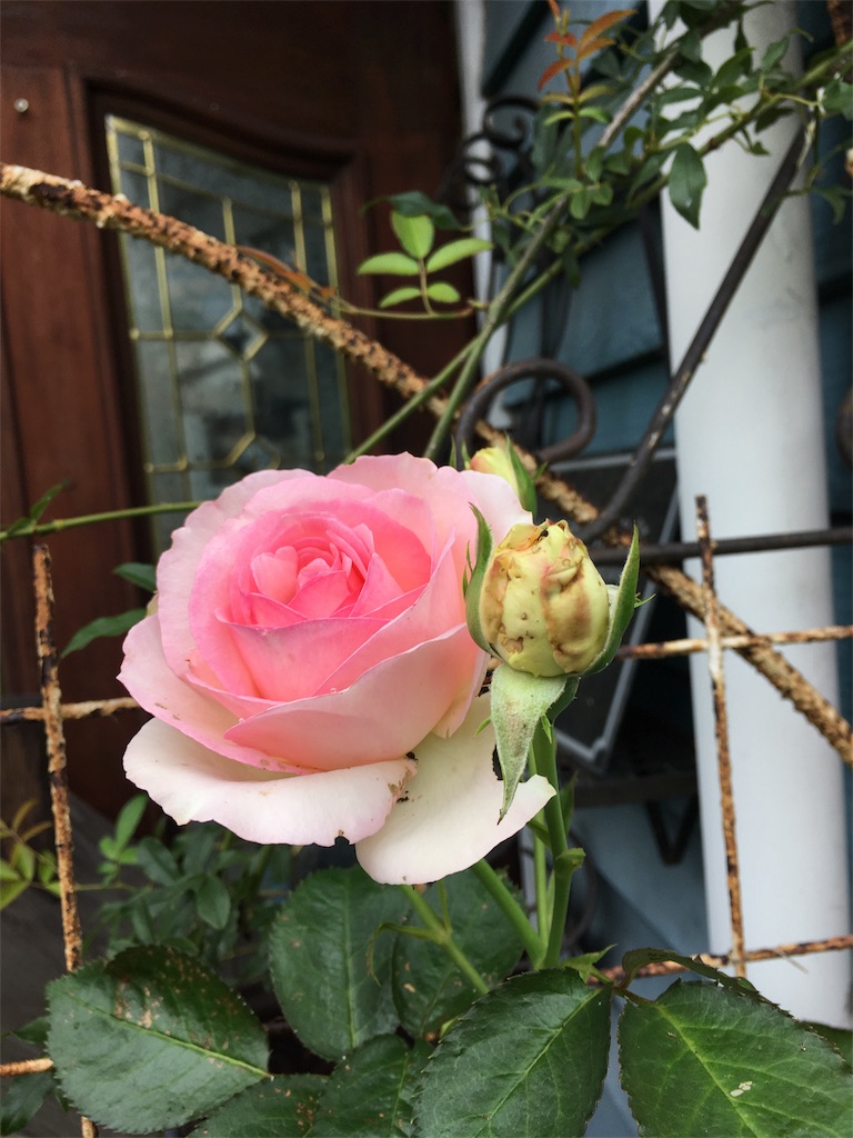 f:id:zappa38:20180608195236j:image