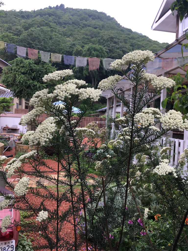 f:id:zappa38:20180608195257j:image