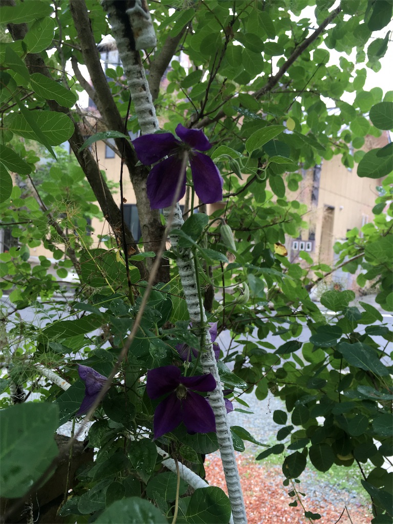 f:id:zappa38:20180608195311j:image