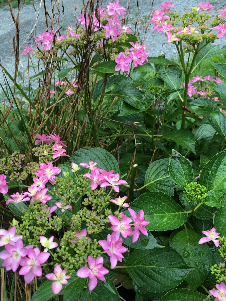 f:id:zappa38:20180608195347j:image