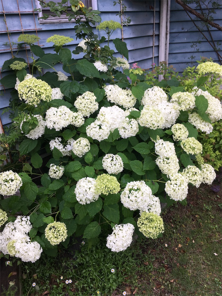 f:id:zappa38:20180608195358j:image