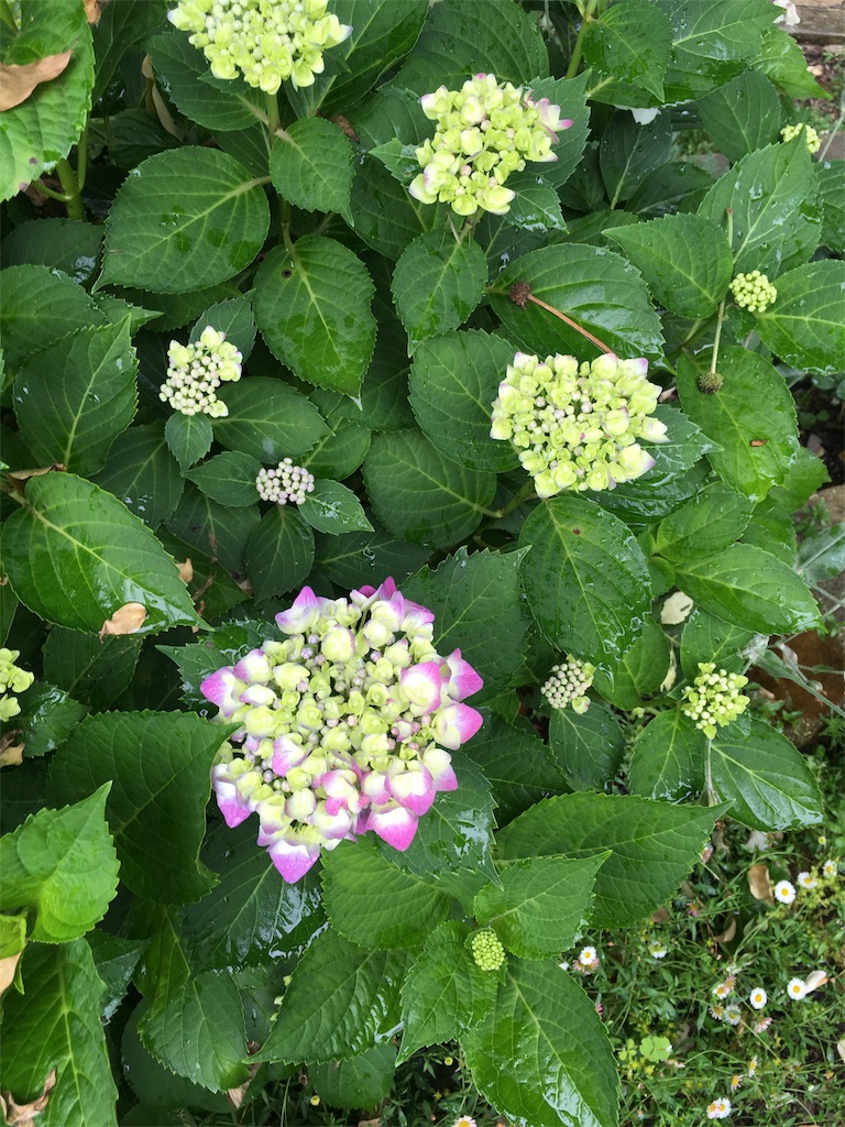 f:id:zappa38:20180608195409j:image