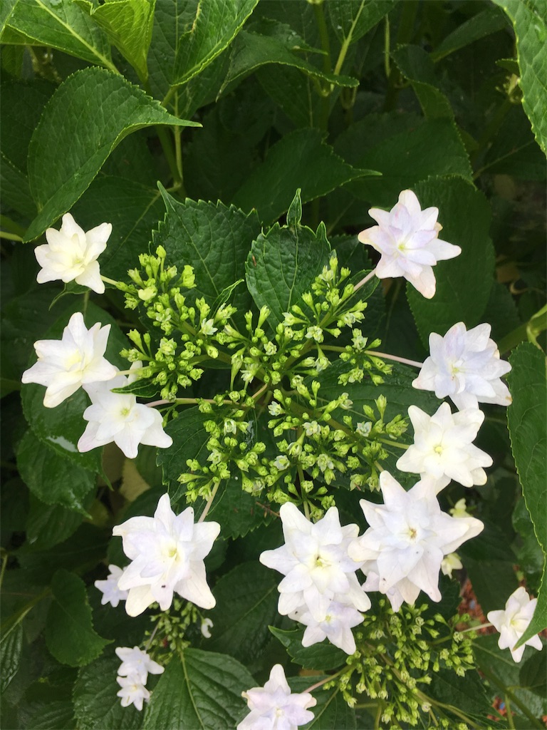 f:id:zappa38:20180608195418j:image