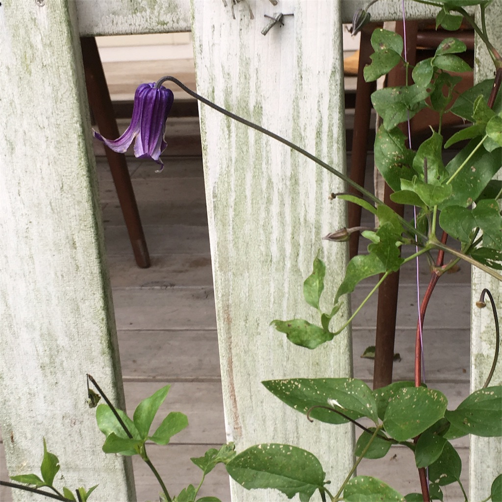 f:id:zappa38:20180610191326j:image f:id:zappa38:20180610191326j:image