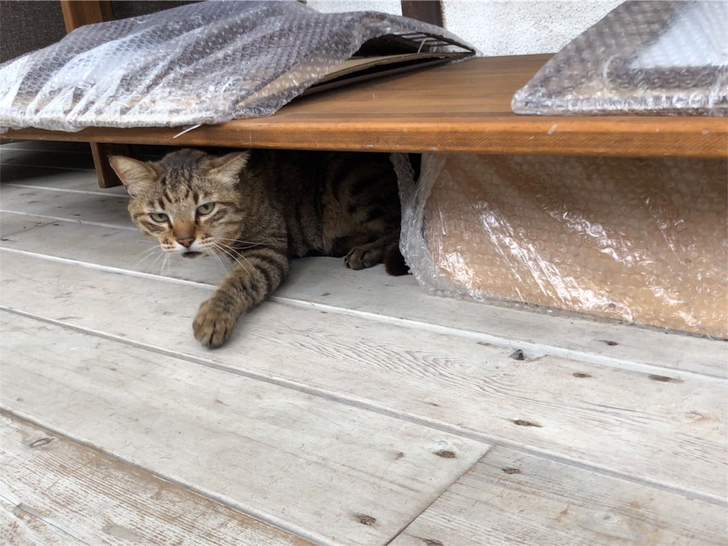 f:id:zappa38:20180618204059j:image